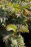Melianthus major. Верхушка вегетирующего растения. США, Калифорния, Сан-Франциско, ботанический сад. 28.02.2014.