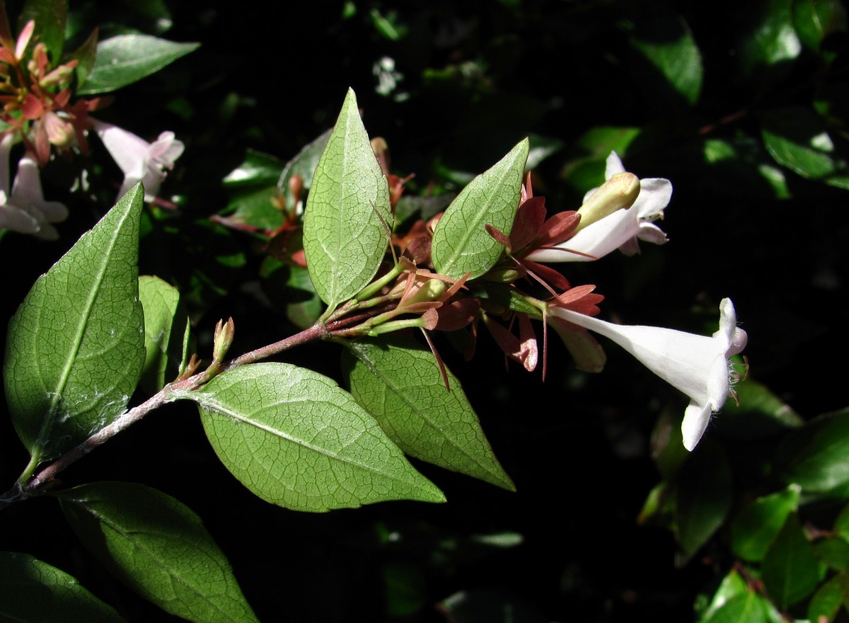 Image of Abelia &times; grandiflora specimen.