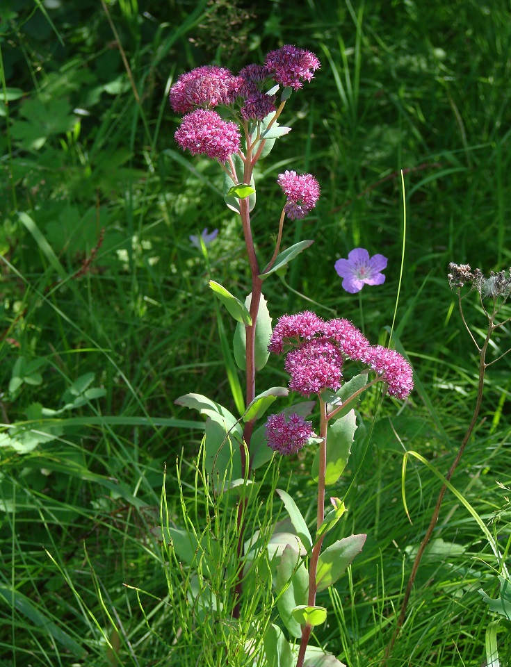 Изображение особи Hylotelephium triphyllum.