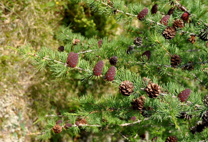 Изображение особи Larix sibirica.