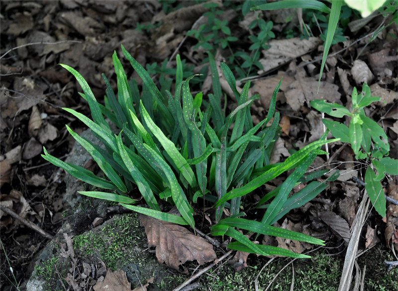 Изображение особи Lepisorus ussuriensis.