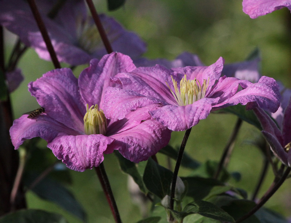 Image of Clematis &times; jackmanii specimen.