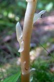 Hypopitys monotropa. Часть побега. Свердловская обл., окр. г. Североуральск, р-н скал Три Брата, лиственнично-еловый лес. 15.08.2014.