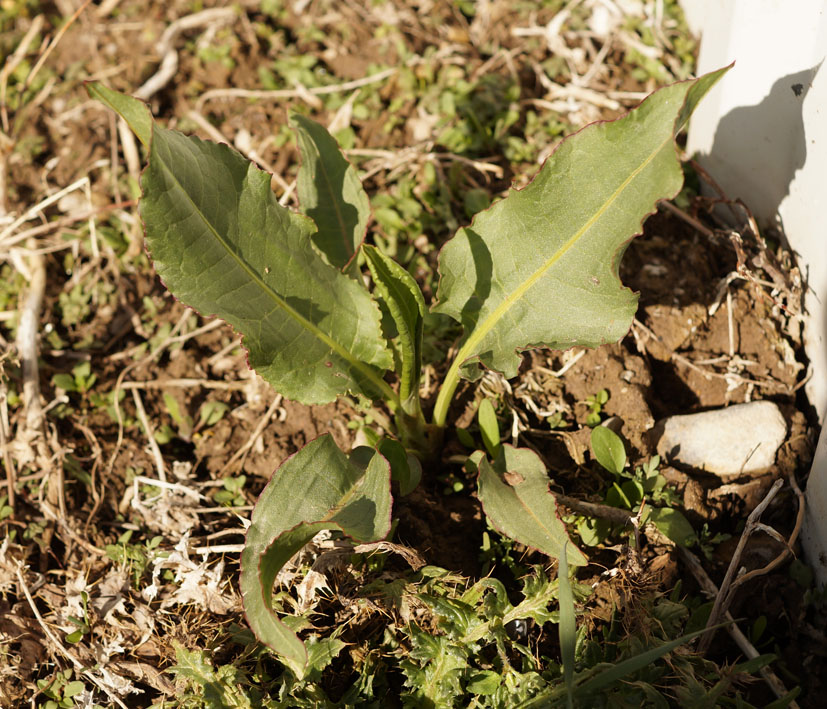 Image of genus Rumex specimen.