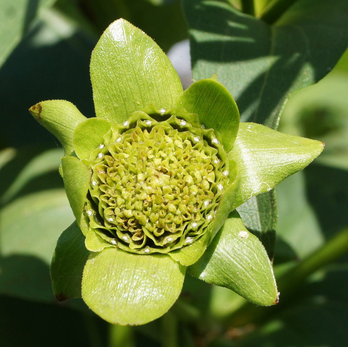 Image of Silphium perfoliatum specimen.