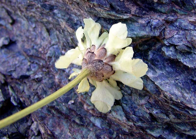 Image of Cephalaria dagestanica specimen.