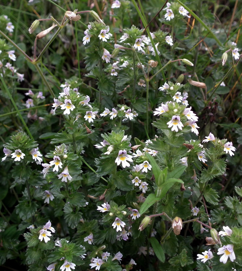 Image of genus Euphrasia specimen.