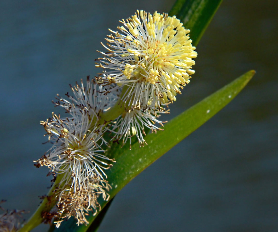 Image of Sparganium emersum specimen.