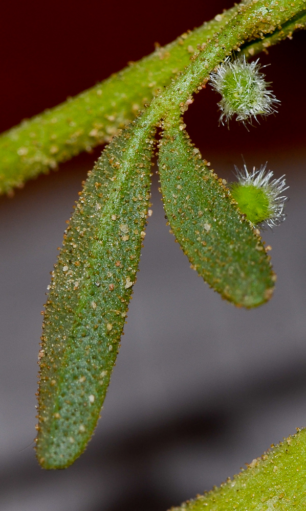 Image of Cleome amblyocarpa specimen.