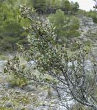 Rhamnus alaternus. Ветвь с бутонами. Испания, Кастилия-Ла-Манча, окр. г. Cuenca, горный склон. Январь 2016 г.