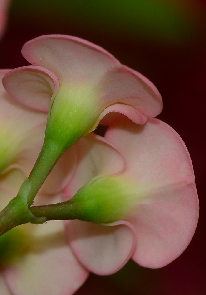 Image of Euphorbia splendens specimen.