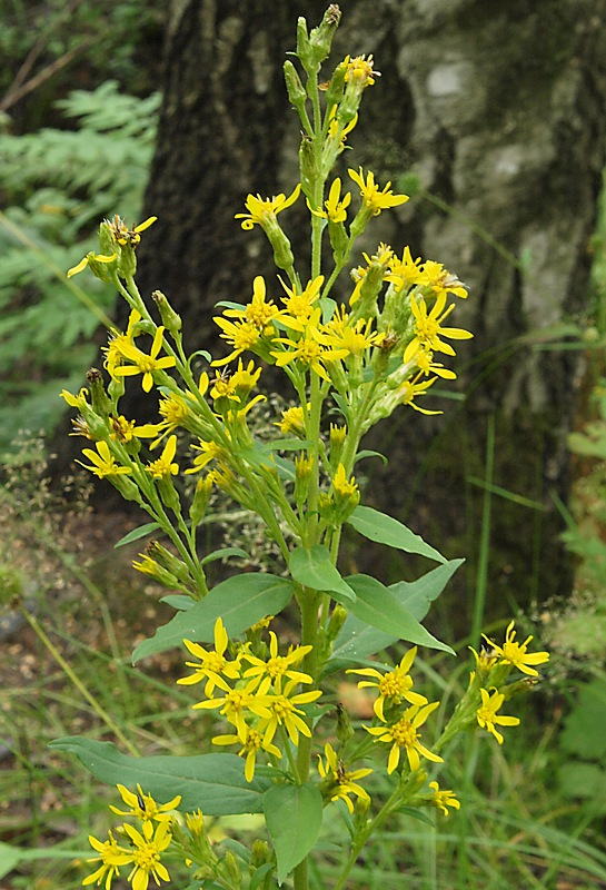 Image of Solidago virgaurea specimen.