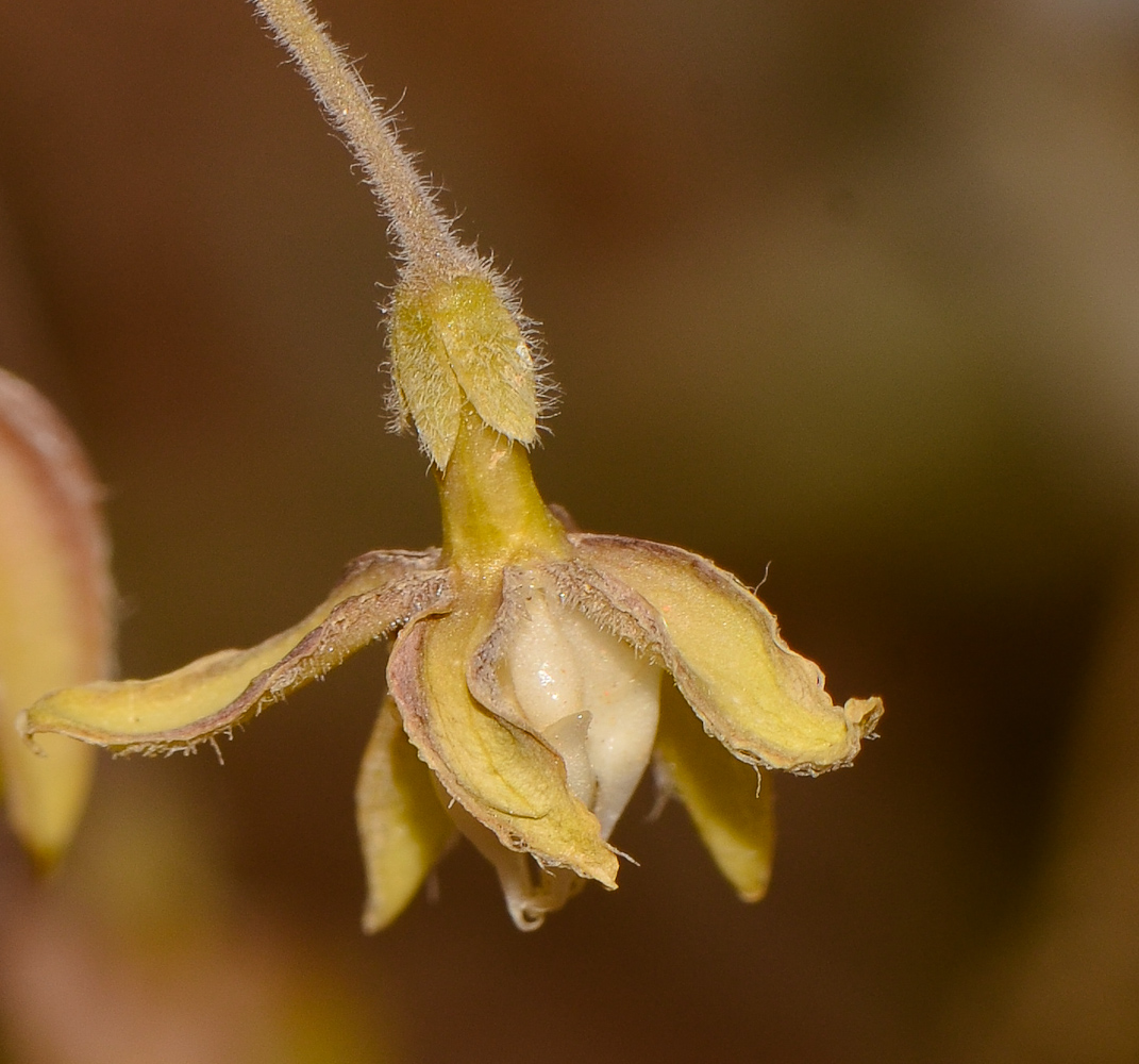 Image of Pergularia tomentosa specimen.