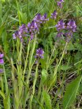 Polygala comosa. Верхушки побегов с цветками и плодами. Псковская обл., Печорский р-н, окр. дер. Изборск, Словенское поле, суходольный луг на известняке. 28.05.2016.