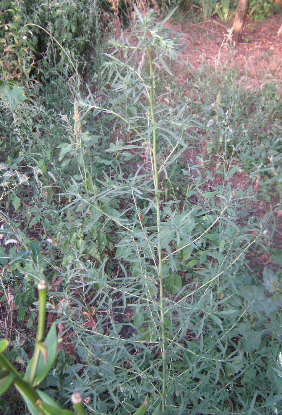 Image of Bassia scoparia specimen.