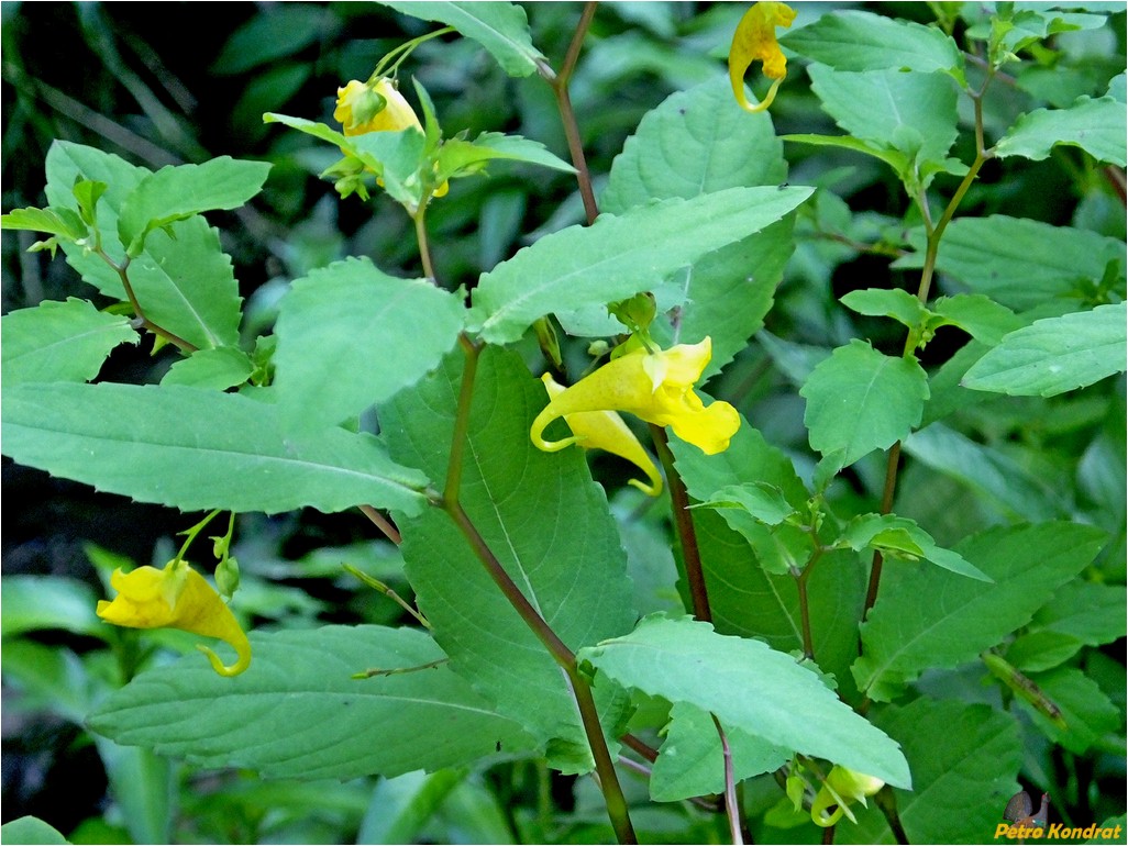 Image of Impatiens noli-tangere specimen.