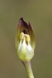 Allium atrosanguineum