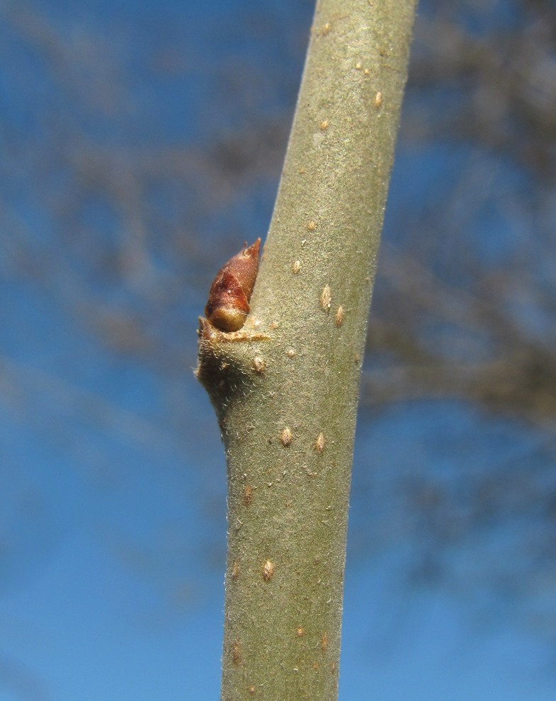 Image of Morus alba specimen.