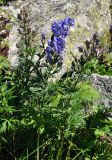 Aconitum cymbulatum