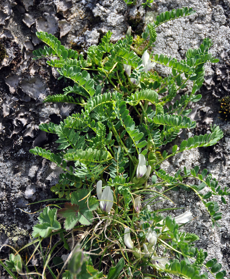 Изображение особи Astragalus polygala.