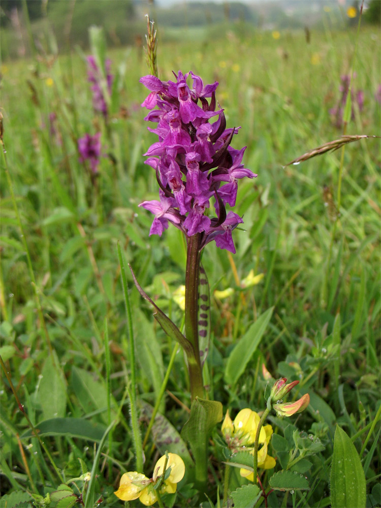 Image of Dactylorhiza &times; aschersoniana specimen.