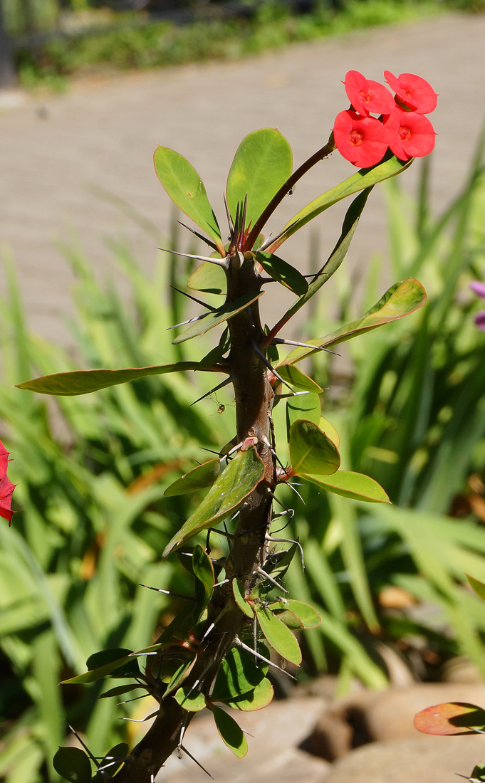 Image of Euphorbia splendens specimen.