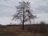 Alnus glutinosa