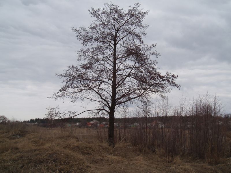 Image of Alnus glutinosa specimen.