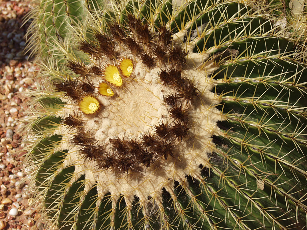 Изображение особи Echinocactus grusonii.