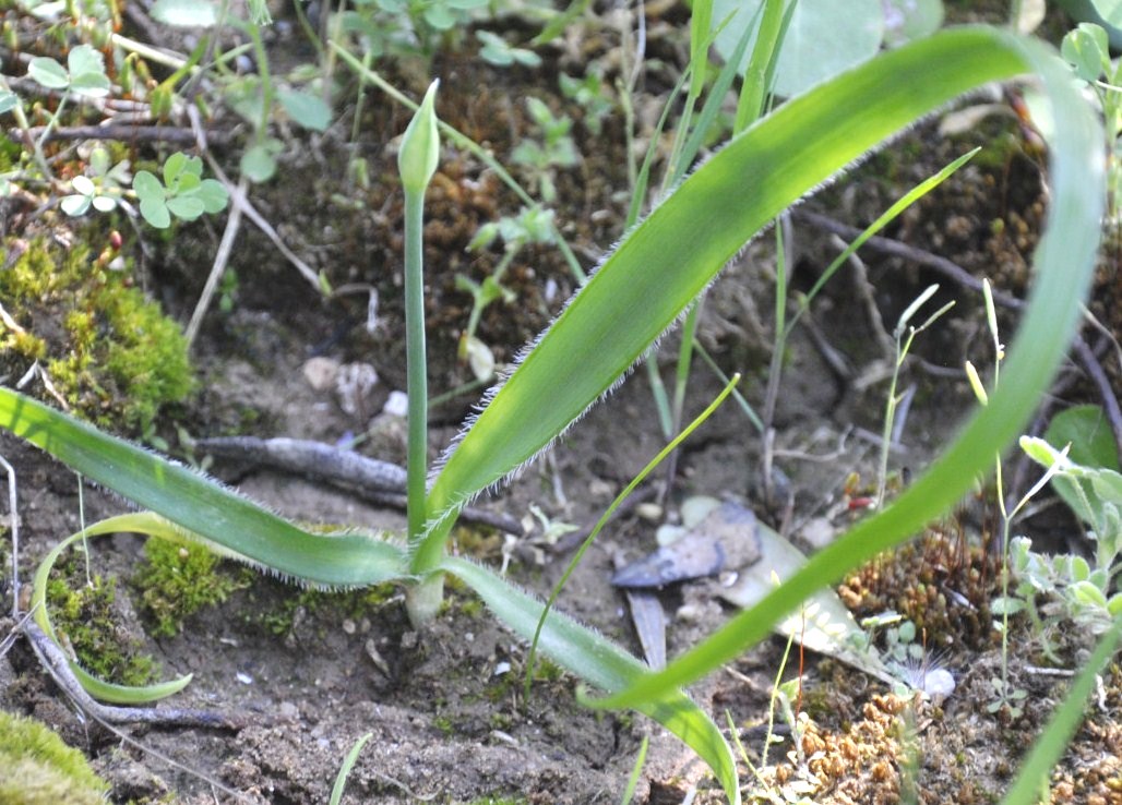 Image of Allium subhirsutum specimen.