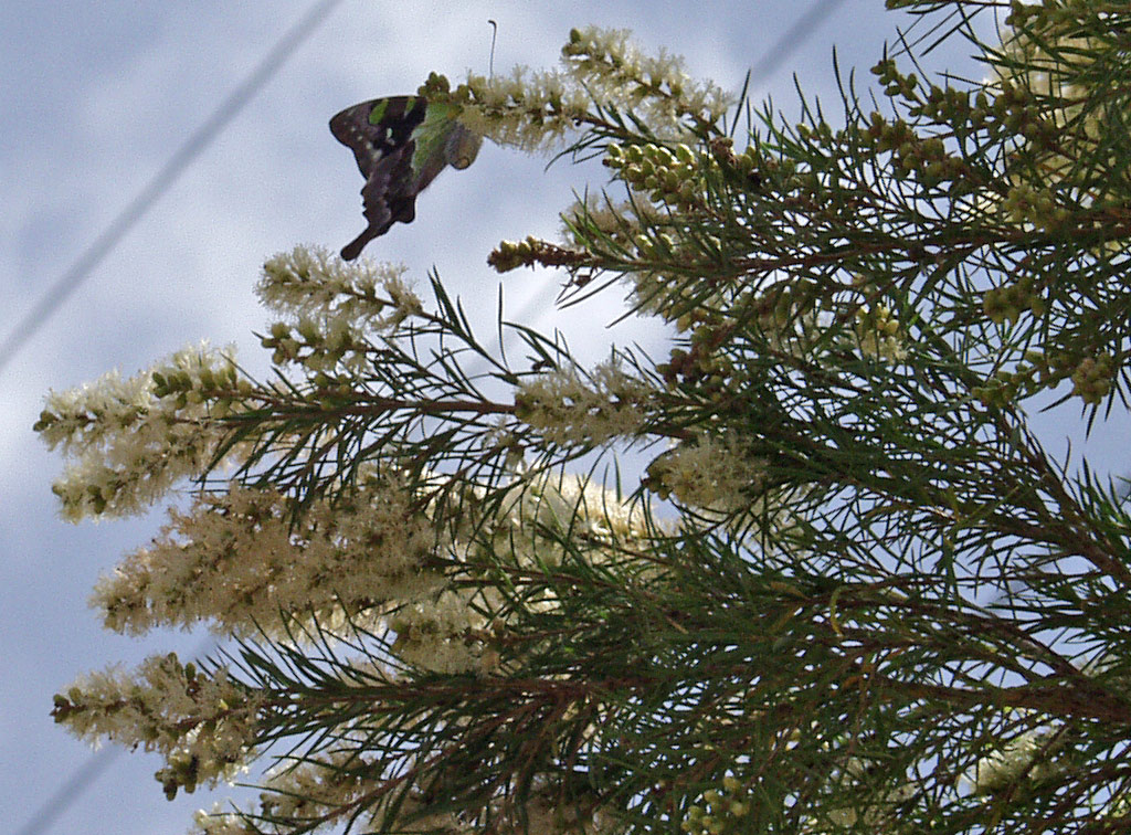 Изображение особи Melaleuca linariifolia.