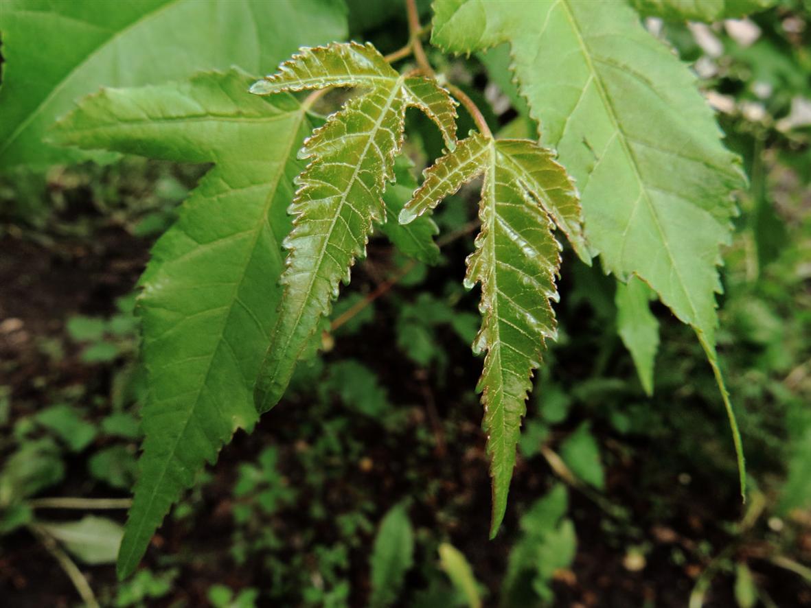 Image of Acer ginnala specimen.