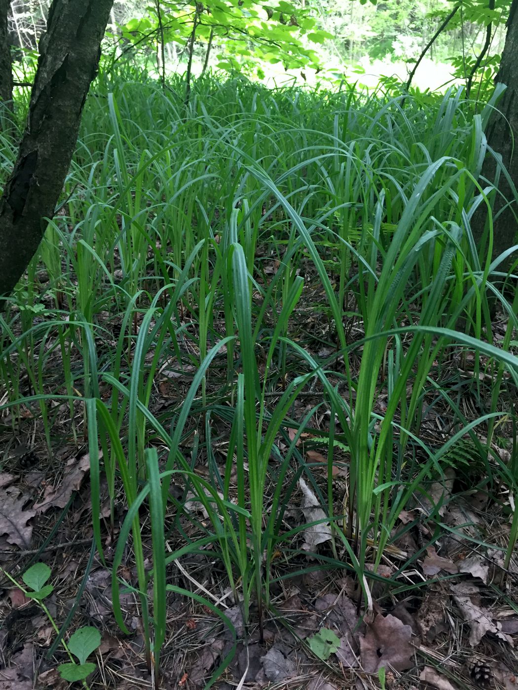 Image of Carex pilosa specimen.