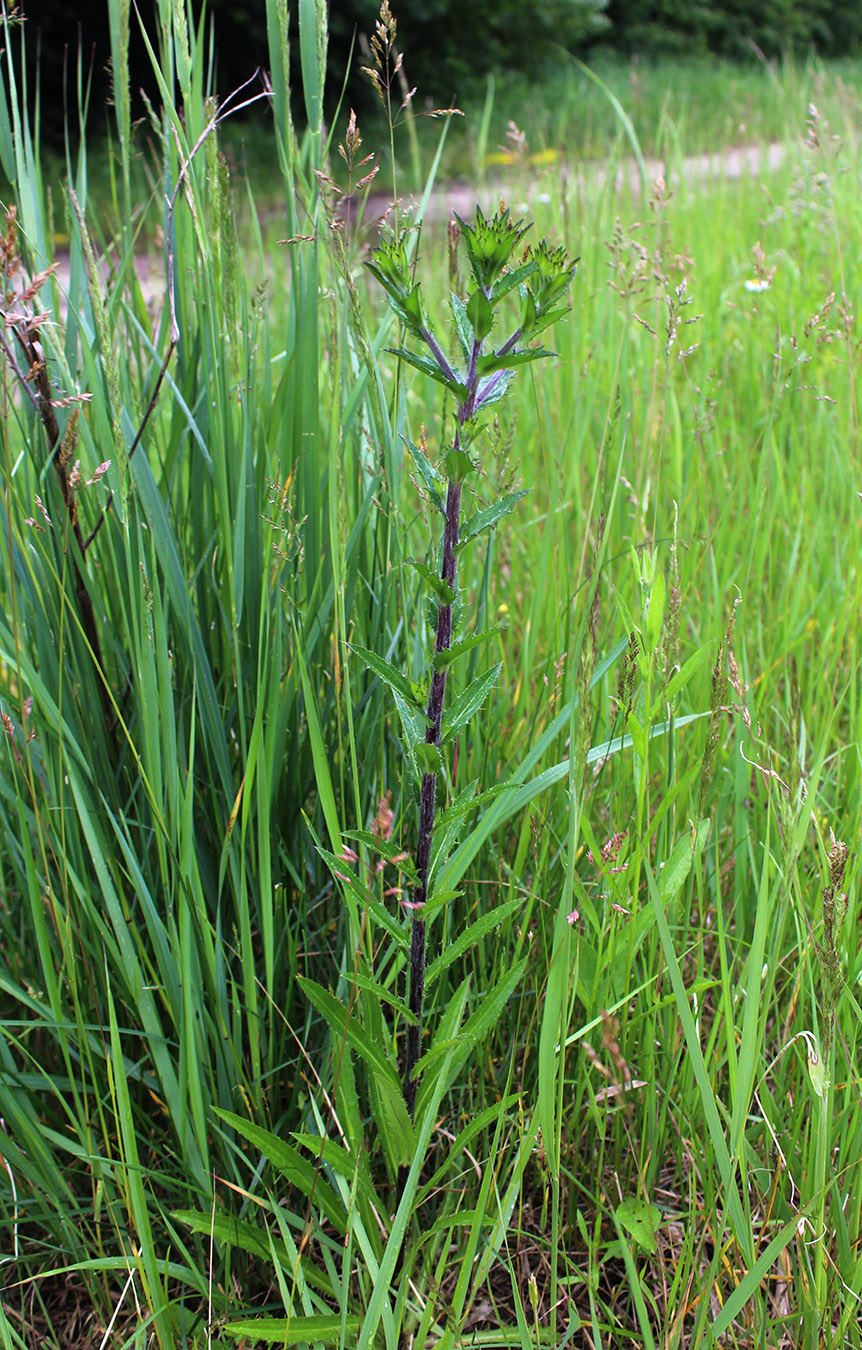 Image of Carlina biebersteinii specimen.