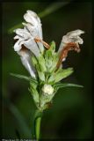 Dracocephalum ruyschiana. Соцветие (белоцветковая форма). Республика Татарстан, Волжско-Камский заповедник, 06.07.2008.