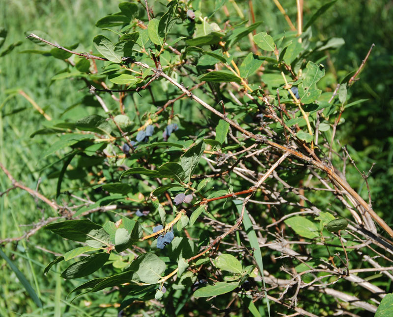 Image of Lonicera edulis specimen.