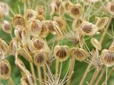 Heracleum leskovii