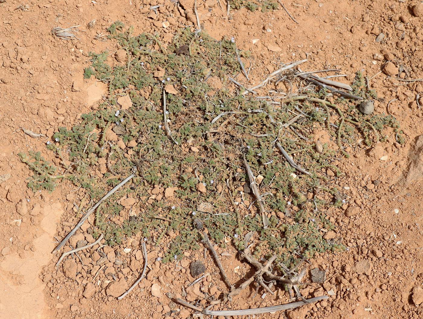 Image of Verbena supina specimen.