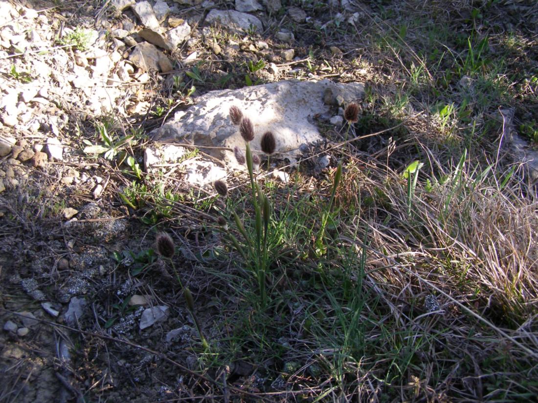 Image of Alopecurus vaginatus specimen.