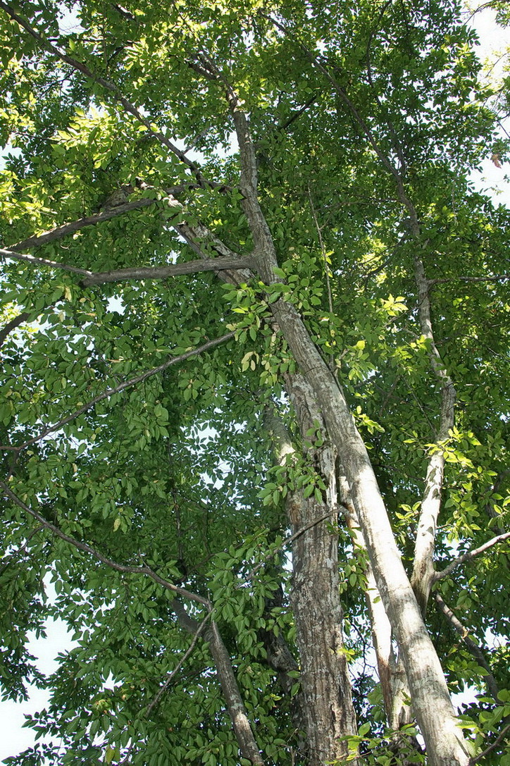 Изображение особи Carpinus betulus.