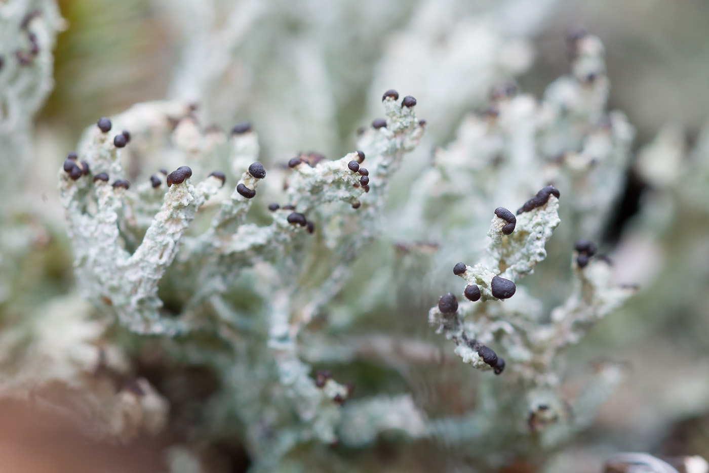 Image of Cladonia cariosa specimen.