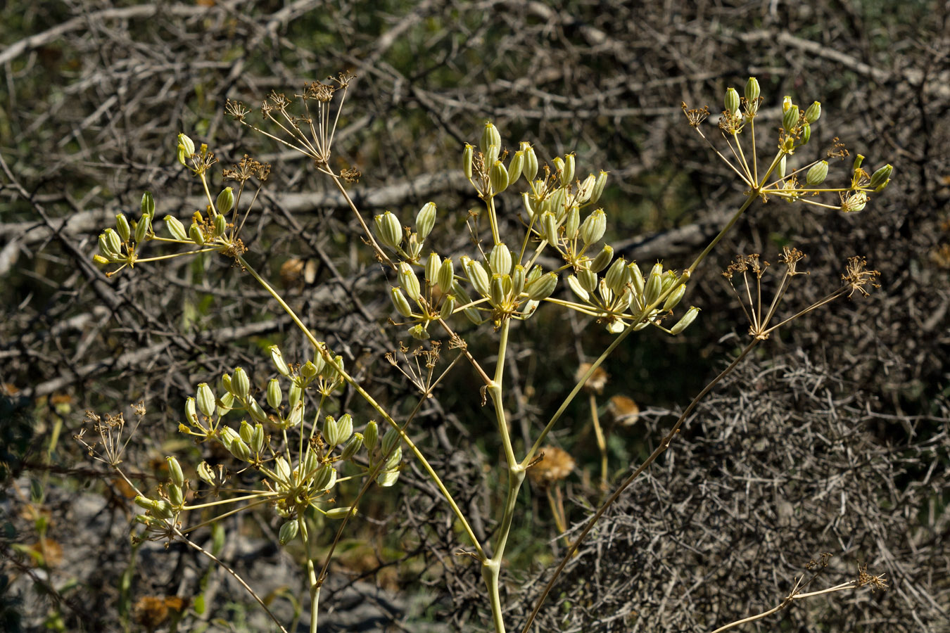 Image of Ferulago nodosa specimen.