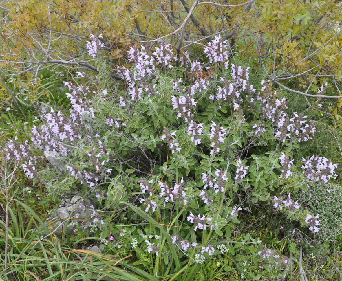 Image of Salvia fruticosa specimen.