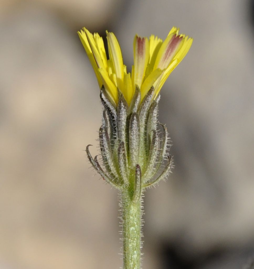 Image of Picris pauciflora specimen.