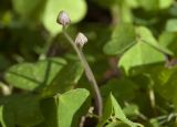 Oxalis acetosella