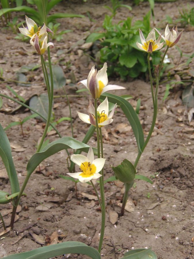 Изображение особи Tulipa bifloriformis.