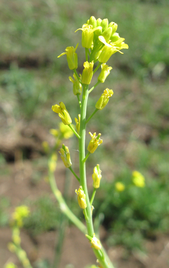 Image of Myagrum perfoliatum specimen.