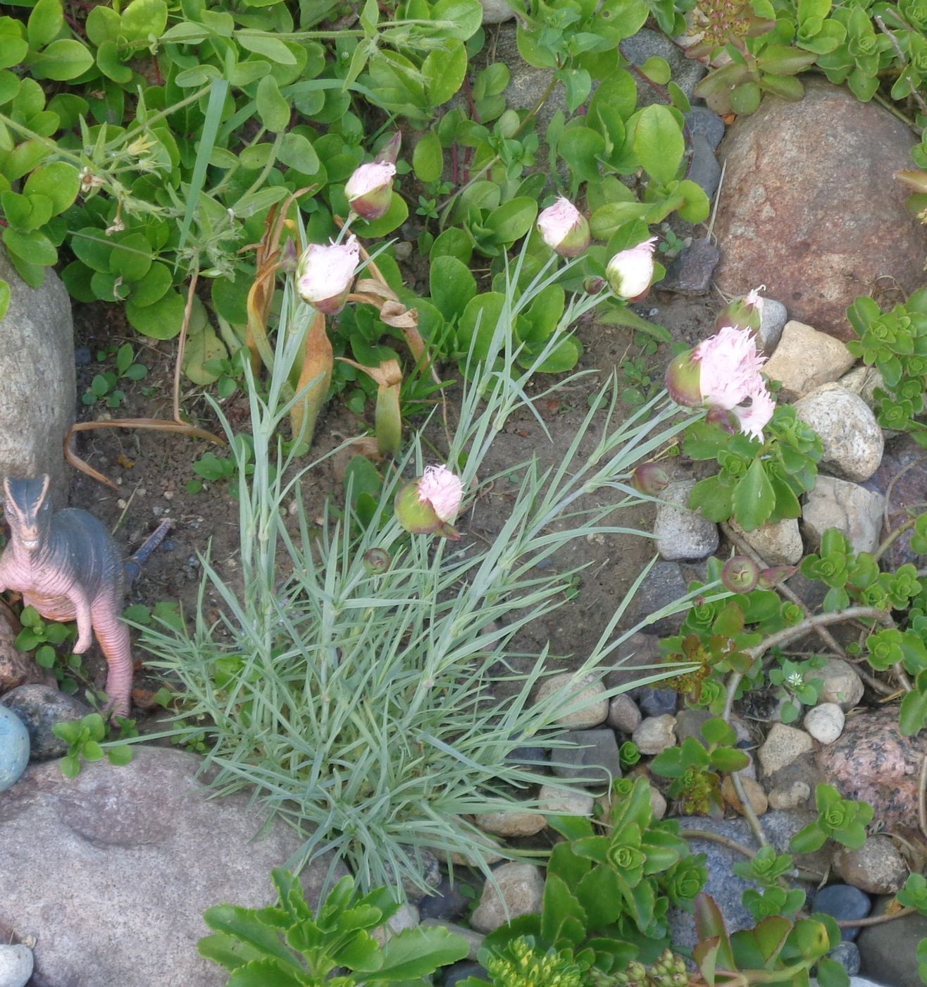 Image of Dianthus plumarius specimen.