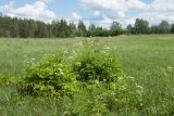 Chaerophyllum aromaticum. Куртины цветущих растений на суходольном лугу. Псковская обл., Опочецкий р-н, 393 км шоссе М20, старая залежь, разнотравно-злаковый луг. 26.06.2018.