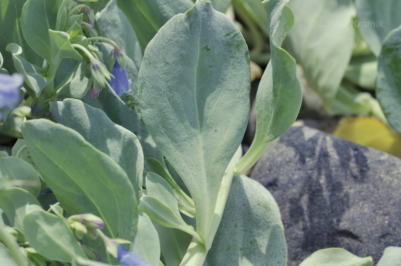 Image of Mertensia maritima specimen.